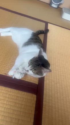 6/17  お市ちゃん＆茶々ちゃん(元 レノアちゃん＆チェルシーちゃん)里親様よりの記事動画