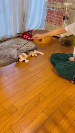 6/17  お市ちゃん＆茶々ちゃん(元 レノアちゃん＆チェルシーちゃん)里親様よりの記事動画