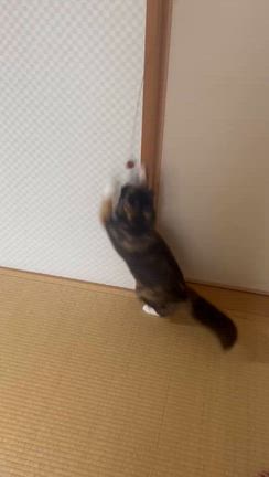 4/25  すぅちゃん&らんちゃん(元ラッキーちゃん)里親様よりの記事動画