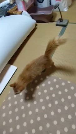 迷子の子猫保護しましたが。。の記事動画