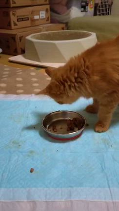 迷子の子猫保護しましたが。。の記事動画