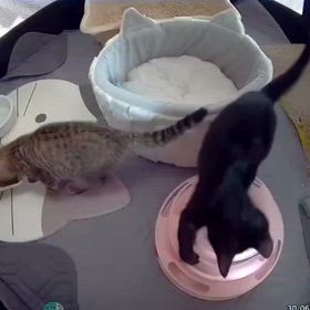 【緊急】子猫里親さん募集！のサムネイル画像