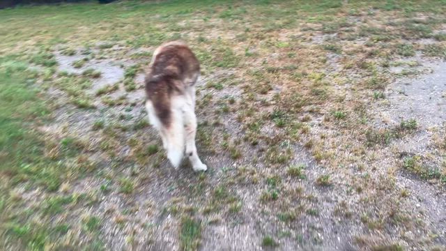 犬たち4匹もおだやかに暮らしていますの記事動画
