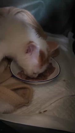 ようこそ6匹の子猫ちゃんの記事動画