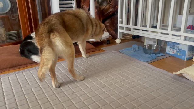 犬にとっての1日は大きいの記事動画