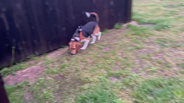 楽しかったねサンちゃん♡の記事動画