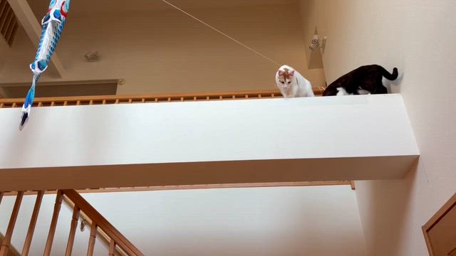 すだち＆オレずっと仲良くの記事動画