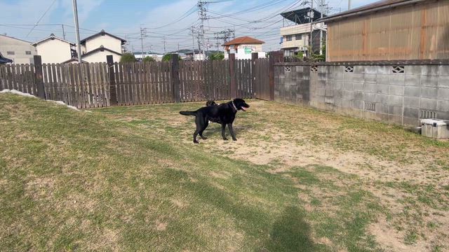 犬たち4匹もおだやかに暮らしていますの記事動画
