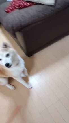 はっちゃん里親様募集中の記事動画