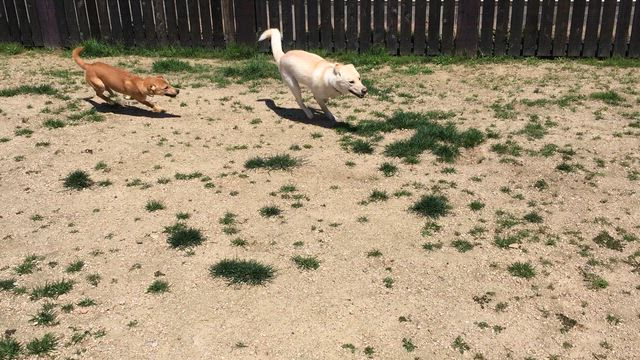 たくちゃん安らかに...の記事動画