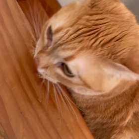 重度のてんかんのある猫のサムネイル画像