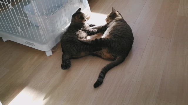 ご支援のお礼と猫さん紹介の記事動画