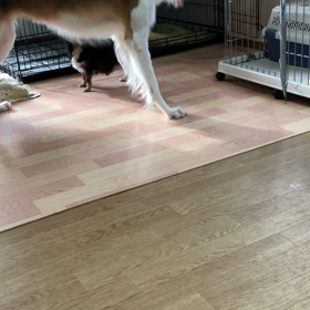 ちわぼる戯れるの画像