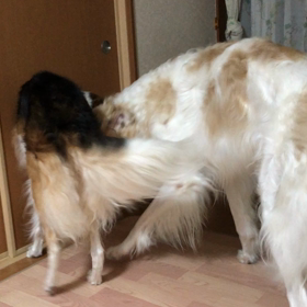 こわ〜い動画いかがですか？の画像