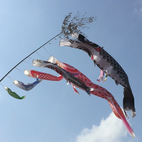 鯉のぼりの画像
