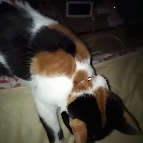 ぬこの画像