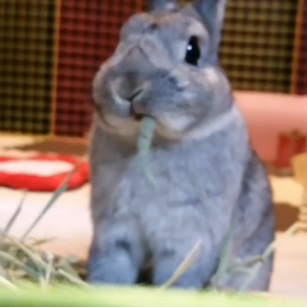 もぐもぐの画像
