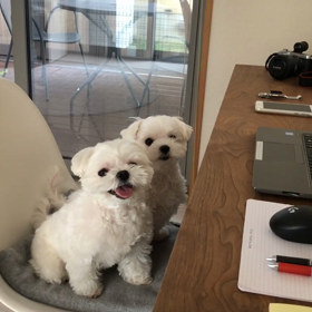 愛犬に癒されながらのテレワーク♪の画像