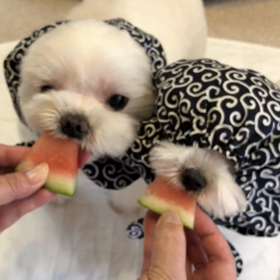 スイカ泥棒犬⁉️の画像