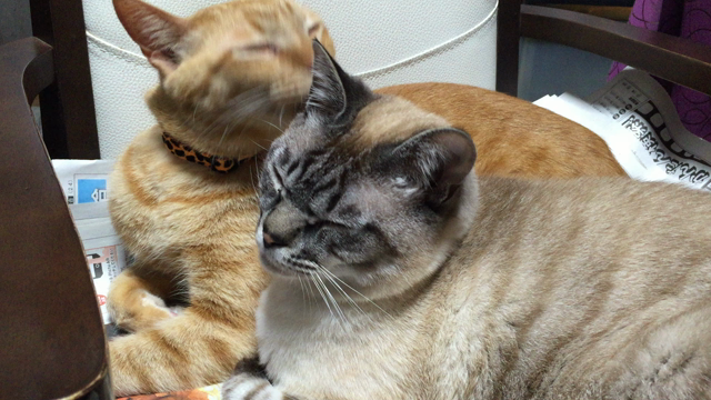 パイセンの毛づくろいの記事動画