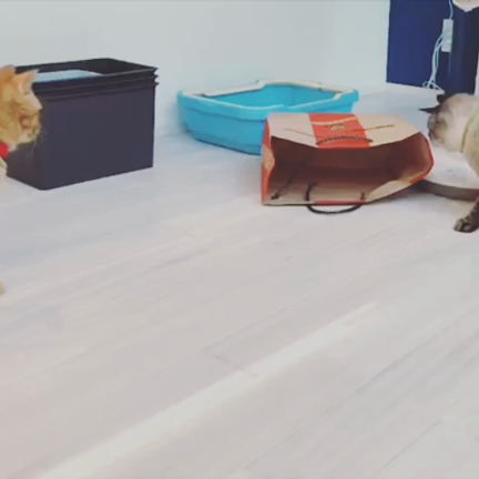 ネコあるあるの記事動画