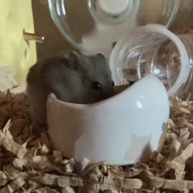 我が家に来て10日目のずんちゃんの画像