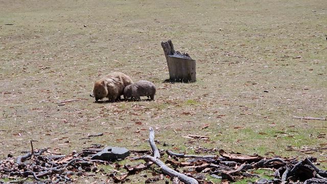 野生動物の楽園でキャンプ旅①の記事動画