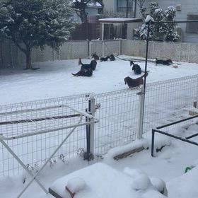 2月の雪☃️の画像