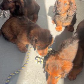 スタンダードダックスの子犬達の画像