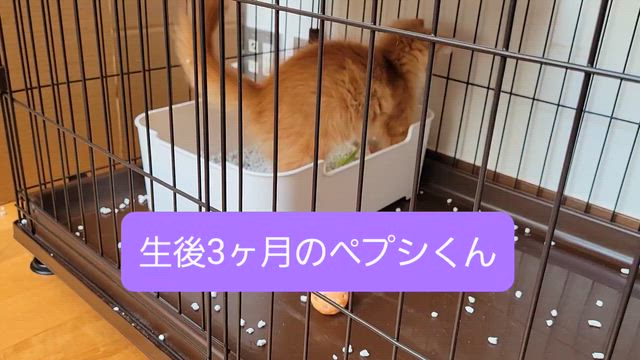 サッカーチームで怒鳴られた次男を見て、胃が重くなった話の記事動画