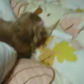 犬がスマホを隠す行動の画像