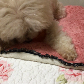 春が見えたの画像