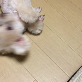キャンミル父さんのフーフーが好きだったミルキー君の画像