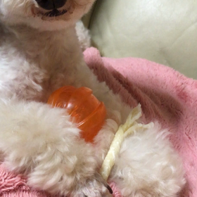 恒例の。。の画像