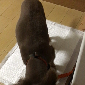 プリン君 天国に行きましたの画像