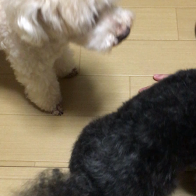 お手手ちょいちょいの画像