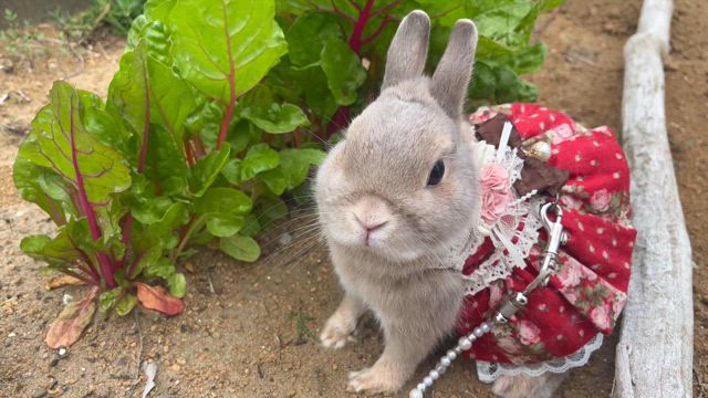 戸建ての夢『庭でうさんぽ』の記事動画