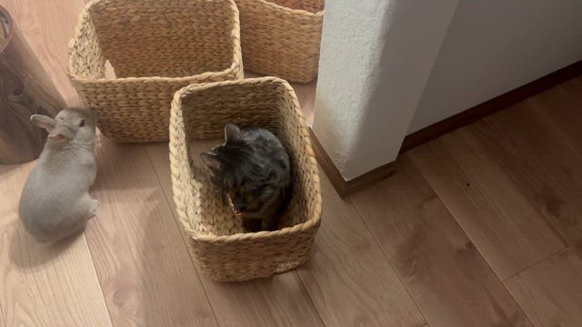 今年最初に買ったもの(衝撃写真あり)の記事動画