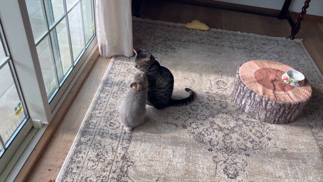 兄妹？うさぎとねこの記事動画