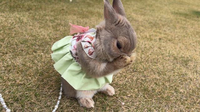 私は食神の記事動画