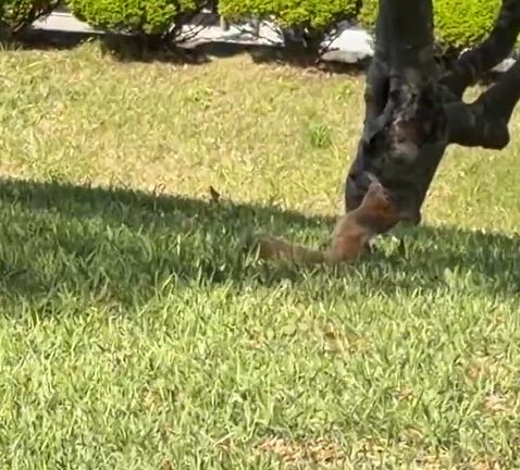 アイスバーグが咲いたの記事動画