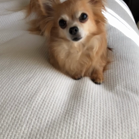 しっぽの動きの画像