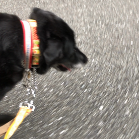 今朝のお散歩　カレナちゃんの画像