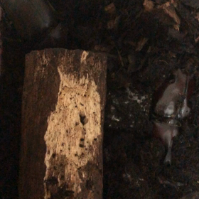 カブトムシの動画２の画像