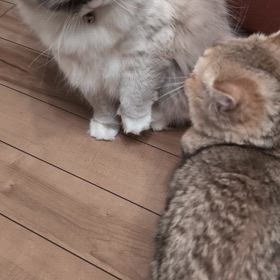 女の戦（いくさ）ってほどでもないですがの画像