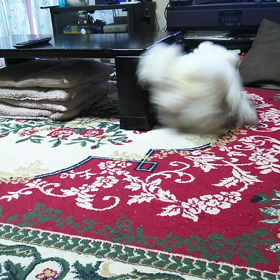 お家ランの画像