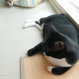 今朝のチョロとハナちゃん。の画像