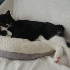 子猫達のベビーベット。の画像