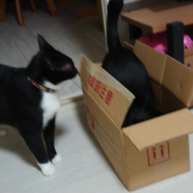 箱遊び、ふたりの温度差編。の画像
