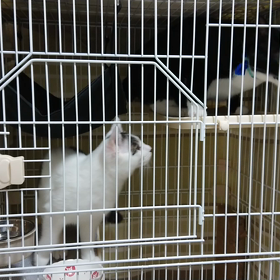侵入者発見！。の画像